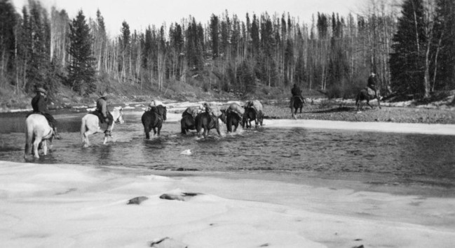 Packhorses make their way across a small river that runs past a tree-lined riverbank. Image from Glenbow Archives.