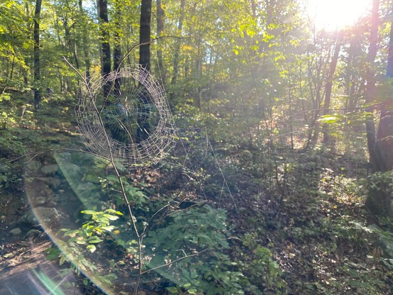 A spider web against a wooded scene, with strong sunlight from the upper right.