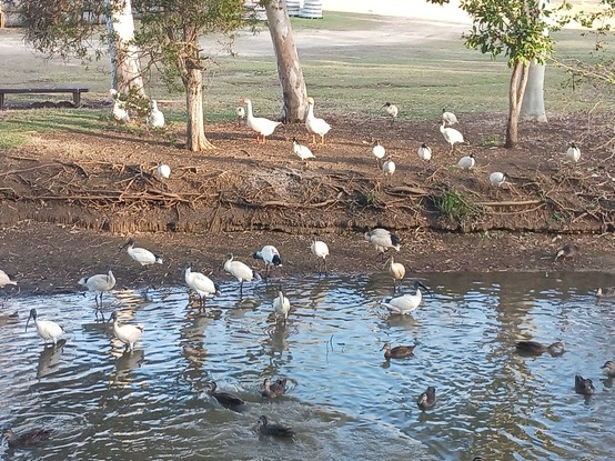 Ducks on the water, ibises on the shore, and geese on dry land, forlornly watching the corm being thrown out.