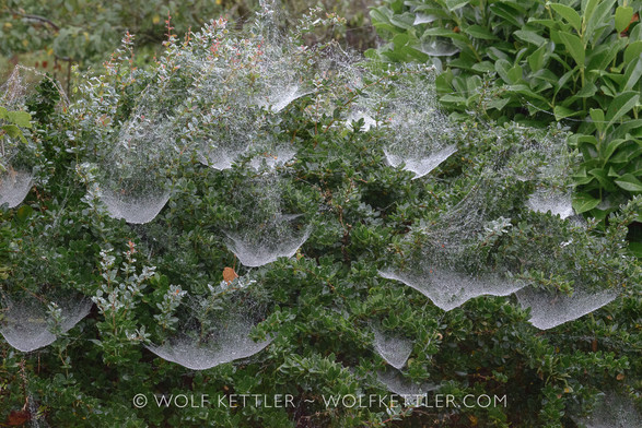 Close-up of a shrub. Countless spiders’ webs are hanging off the branches and leaves. The webs remind me of heavily laden fishing nets in shape.