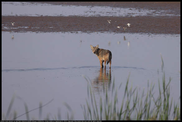 A Coyote (Canis latrans) who was walking through shallow water at Salt Plains National Wildlife Refuge in Oklahoma, United States on September 6, 2023 seemed to me to be saying "my dinner just flew away".