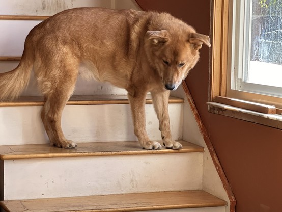 Golden brown dog standing on the second stair looking downwards suspiciously. The stair risers are scuffed and in need of cleaning and a coat of paint. The window next to the stairs has its trim removed and the wall is half painted.