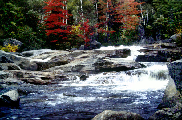 A roaring stream churned through massive gray and beige rock formations in a lively series of flumes and cascades between forested banks teeming with maples. Red, orange and gold foliage and the bright trunks of white birch trees contrast with the dark green spruce and fir.