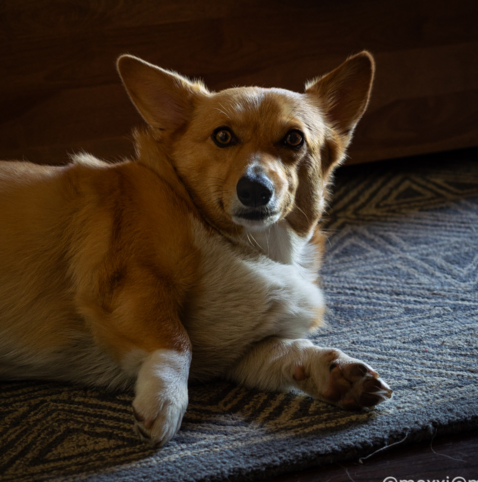 moxxi the corgi is laying on her side on a rug in front of a wooden bedframe. she lifted her head to look at the camera.