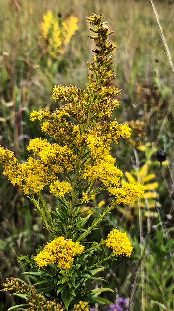 A large plant displays multitudes of yellow flower clusters.