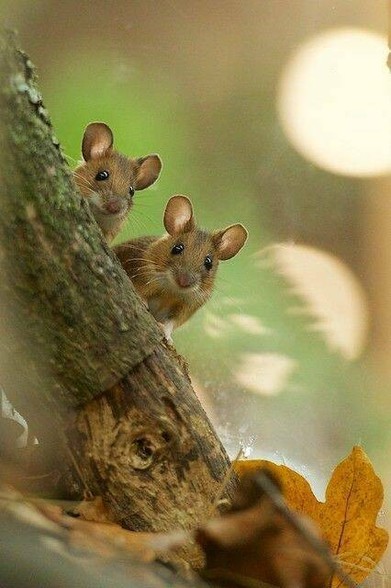 2 Mice looking into your soul