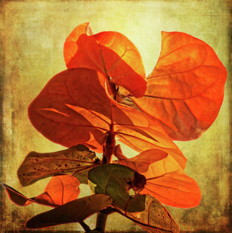 A photo of backlit seagrape leaves that have matured and turned orange and are preparing to fall with an added texture for artistic effect.