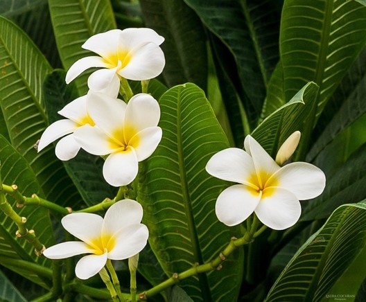 A cluster of five white and yellow plumeria.