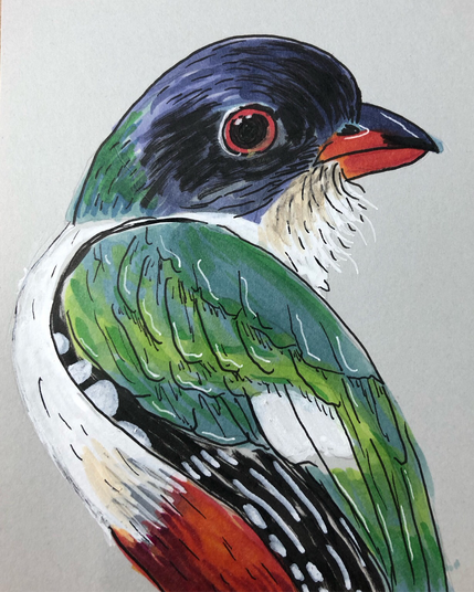 Dessin dâ€™un trogon de Cuba, un petit oiseau trÃ¨s colorÃ© avec entre autres la tÃªte violet, les ailes vertes et le ventre blanc et rouge