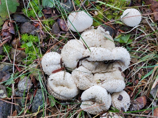 A clump of white puffballs. Most have folds which make them look a bit like deflated basketballs.