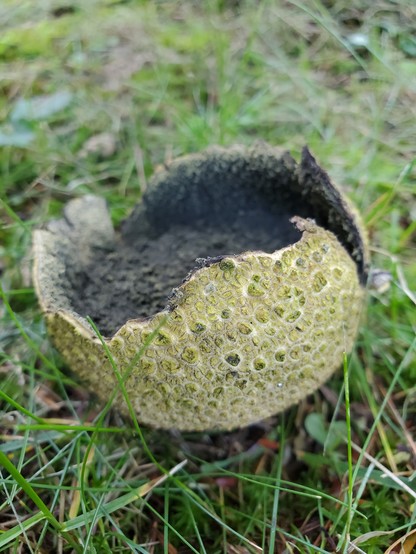A drab yellow leathery puffball with its top blown off, revealing a powdery dark grey interior.