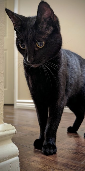 A small, cute black cat with big golden eyes.