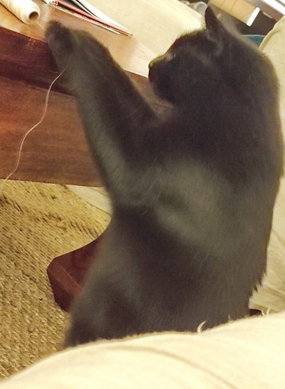 Black cat (Hermine) playing with a string on a table while supporting herself on said table with the same paw, looking like she's standing like a human