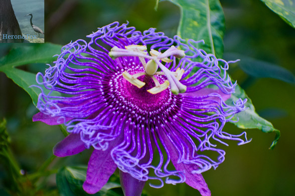 A close-up photograph of a passionflower. The center of the flower has a tall structure with two sets of thee stems with green pods. The flower is bright purple with white around the tendrils that circle the flower, with the solid purple petals radiating out from the center under the tendrils.
