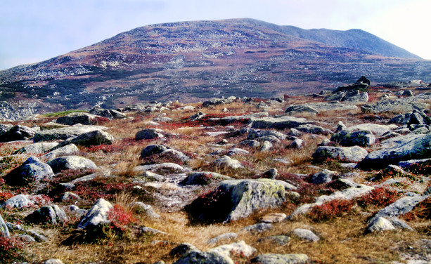 Beneath a clear pale blue sky, we are standing on a plateau covered with many large gray boulders, a golden brown alpine plant that looks like grass, and a low ground hugging plant with small bright red leaves. Ahead a very rocky steep slope with swaths of gold and green alpine vegetation rises to a summit ridge several hundred feet above the plateau, culminating in a rocky peak.