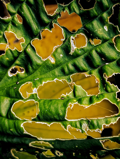 To go slowly from a bad condition to a worse condition. A detail of a large decaying leaf. The photo shows its internal structures against another leaf in the background.