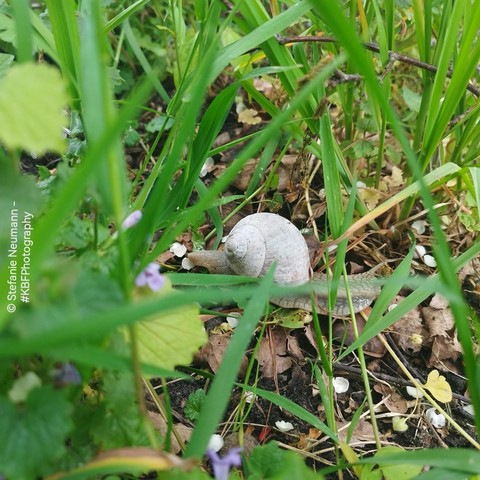 Roman snail with a white shell in between grass and flowering ground ivy.