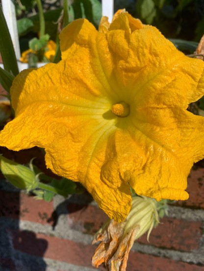 Large squash blossom stretches in the sun