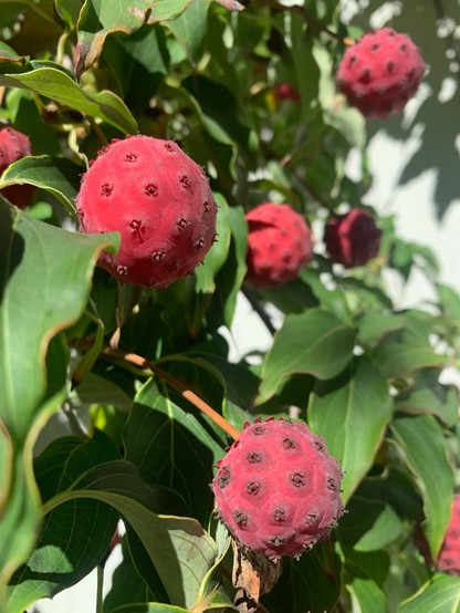 Deep red globes with black speckles - blooms that are now fruit - nestle among the green.