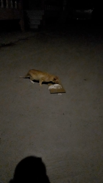 a video of a small orange cat eating food off a piece of cardboard on the concrete ground, it is night time so the background is very dark
