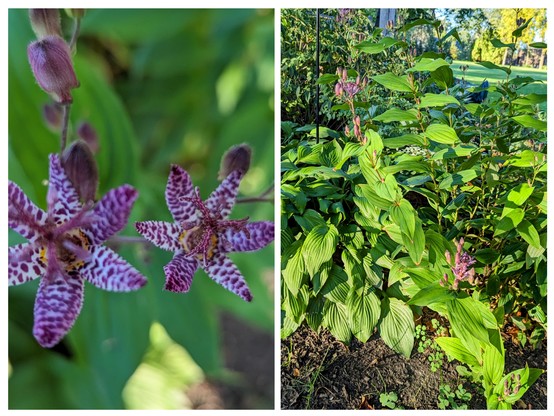 Toad Lily: close up of the spectacular small spotted lily flowers and a picture of the overall plant.