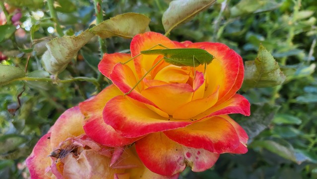 A big green insect with long skinny legs it’s on a red and orange rose.