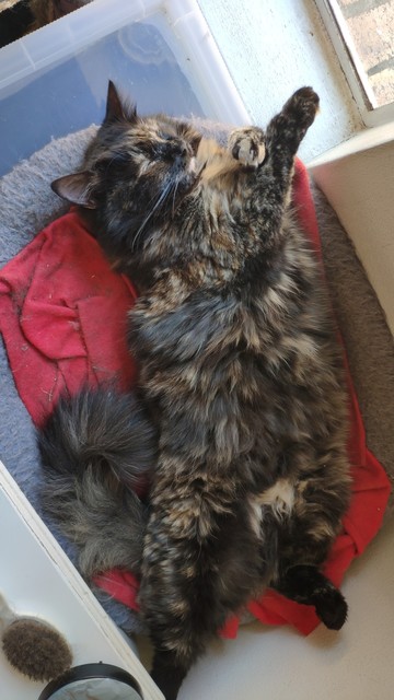 Bean, a long haired tortoiseshell cat asleep on her back with her floofy belly exposed.