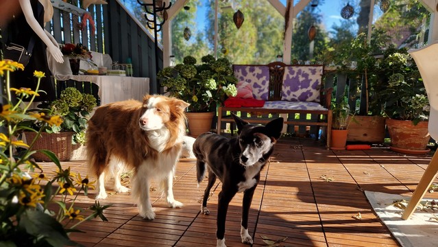 Zwei Hunde auf sonniger Terrasse mit ernsten Blicken