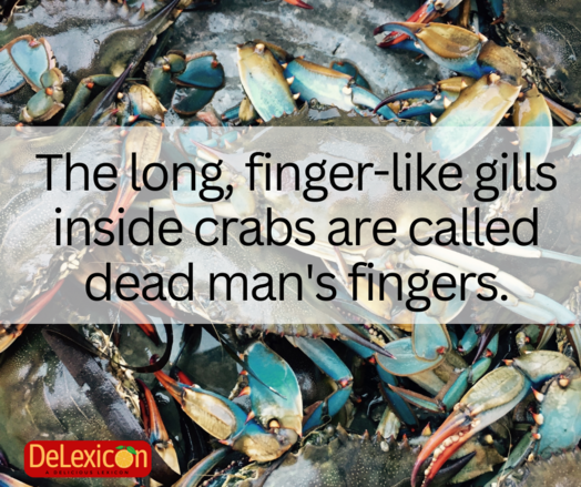 The long, finger-like gills inside crabs are called dead man's fingers.