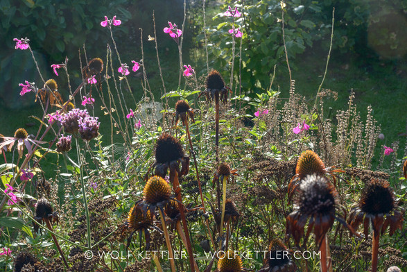 A section of a border in my garden. The photograph is back-lit by the rising morning sun. The Salvia microphylla â€˜Pink Blushâ€™ is still flowering, as are some Verbena bonariensis. The Echinacea purpurea have largely gone to seed. The low seedheads in the background are Salvia nemorosa 'Ostfriesland'. Satisfyingly, the scene is decorated with spiders' webs.