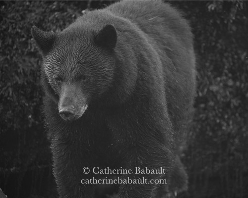 Black and white photo of a black bear. It fills up most of the frame.