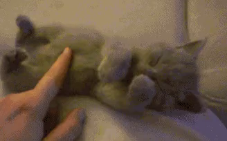 adorable kitten overwhelmed by human finger rubbing its belly