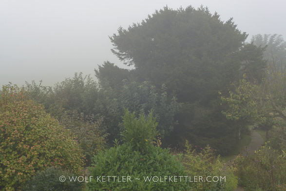 The photograph shows an elevated view of my garden in the autumn fog. The colours are muted and there is little contrast. The mood is one of peace and silence.
In the foreground, running horizontally across, is a row of shrubs, some are turning in colour. The area in the middle distance is largely obscured and in the background to the right is a tall evergreen spruce tree. On the right, a curved path leads away from the viewer.