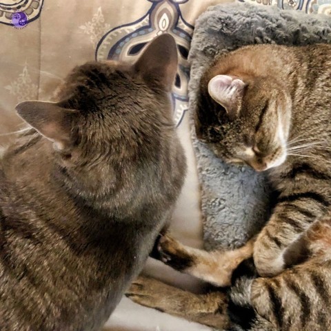 A bed with a fleur de lis pattern comforter holds a gray cat pad holding a curled up brown tabby with extended rear legs, which touch the standing legs of a gray tabby standing over them.