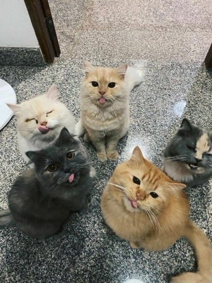 Plusieurs chats tirent la langue en même temps