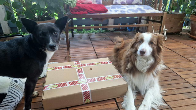Zwei Hunde, dazwischen ein groÃŸes Paket