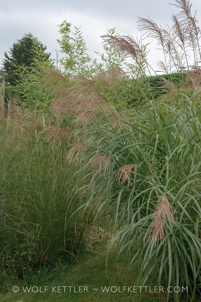 An upright photograph of my garden. In the foreground to the right is a very tall, flowering ornamental grass. To the left more ornamental grasses, not quite as tall. Immediately behind a glimpse of the top of a bamboo. In the background the top of an evergreen hedge and beyond that, to the left, the top of a tall tree, which belongs to the neighbour across the road. The sky is cloudy, light grey with only the faintest indication of blue.