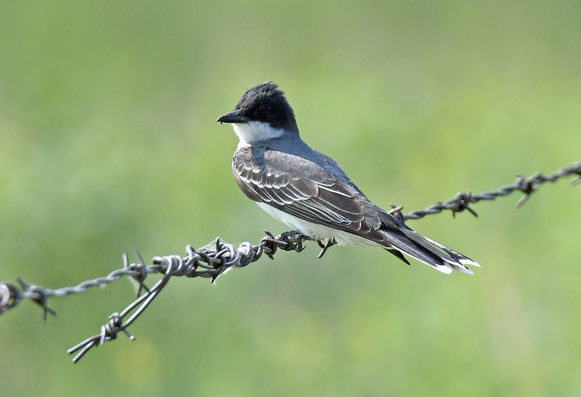 Eastern Kingbird Sitting on a strand of barbed wire