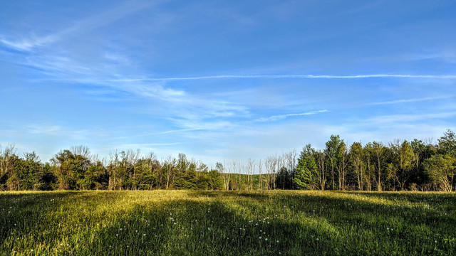 Beneath a large swath of deep blue sky with thin, streaky clouds, we are standing in a large meadow of lush green grass speckled with white dandelions. The far end of the field is bordered by forest. Most of the trees have leaves growing out, a few are still in bud. A spring evening is descending upon the meadow. Lengthening shadows are interspersed with patches of gold-tinted sunshine.