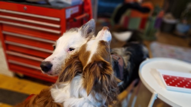 Zwei spielende Hunde im Atelier