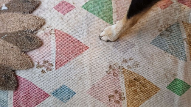 Teppich mit klaren Abdrücken schmutziger Hundepfoten, was mir im übrigen natürlich ziemlich egal ist.