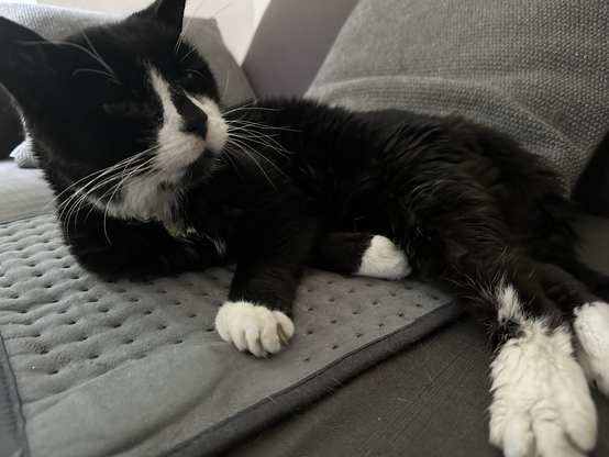 Elderly black and white â€˜tuxedoâ€™ cat lying on his favourite electric heat pad. Back paws stretched right out, head up to see if thereâ€™s food passing by â�¤ï¸�