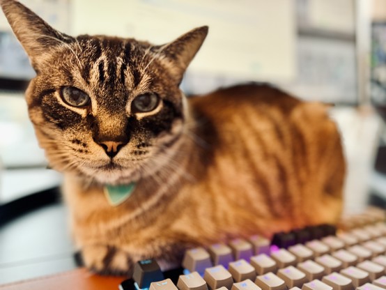 Troy, a black-brown tabby cat, sits next to a computer monitor and a glowing RGB keyboard.