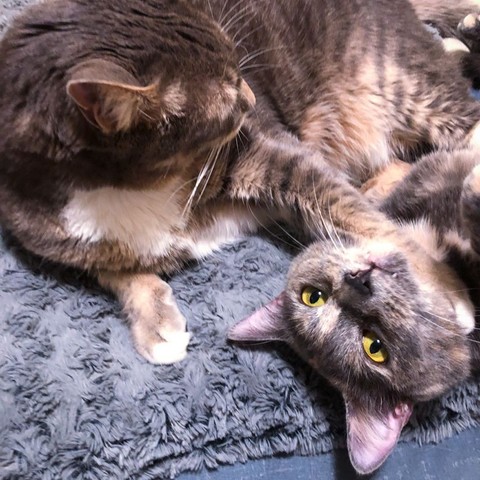 A large gray tabby cat looks down on the bed where a small dilute tortoiseshell cat with big gold eyes lies on her back and is ready for another round of wrestling.
