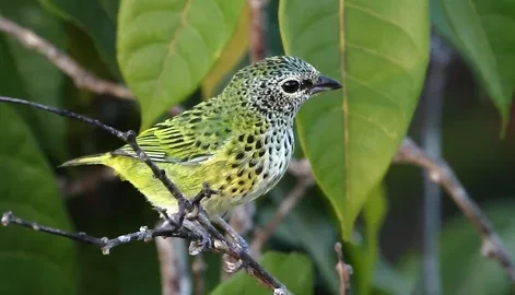 What if you found out that a #bird you saw today is scheduled to completely vanish from its #habitat  in a few years?

How would you react if you learned that the key reason why that bird's #species will vanish is due to wide scale, global #deforestation ?