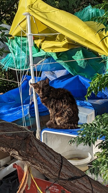 A tortoiseshell kitty sits atop a camping cooler.  There is a tent overhead and other camping gear can be seen in the image. This cat is within an area above the main freeway in Tel Aviv, Israel   Volunteers have set up a shelter to house and feed ferals.  The cat is not obviously "cute." 
It's bedraggled and seems tired, yet it endures as best as it can.