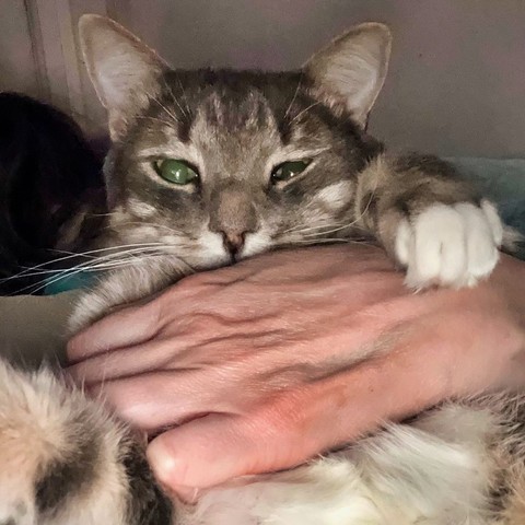 A selfie taken with flash shows a happy gray tabby cat hugged by a human hand across their chest.