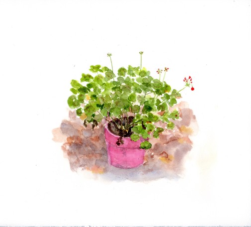 watercolor painting, square format: geranium plant in hot pink pot with several stems of buds and one stem blooming. sits on mottled brown area.