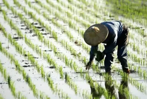 Image: farmer working in a rice field. Credit: CCO
