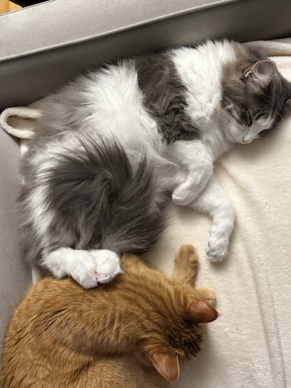 A fluffy grey and white half Ragdoll cat asleep on a cream blanket on a grey sofa, with his back feet touching an orange tabby cat, who is also asleep.